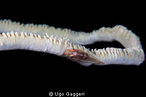 Coral goby, Puerto Galera. by Ugo Gaggeri 